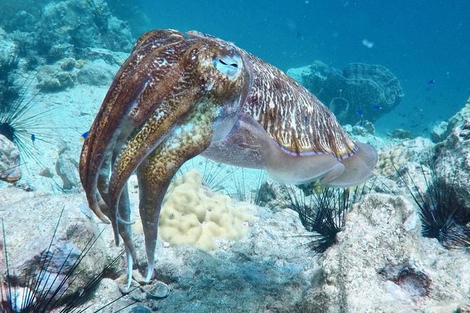 Premium Guided Scuba Diving Day Trip for Certified Divers - What is included, and what you still need to budget