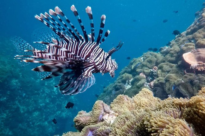 Premium Guided Scuba Diving Day Trip for Certified Divers - A day that demands basic fitness