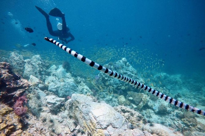 Premium Guided Scuba Diving Day Trip for Certified Divers - Weather can change the plan