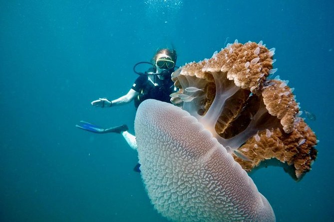 Premium Guided Scuba Diving Day Trip for Certified Divers - Coral gardens, walls, wrecks, and changing conditions