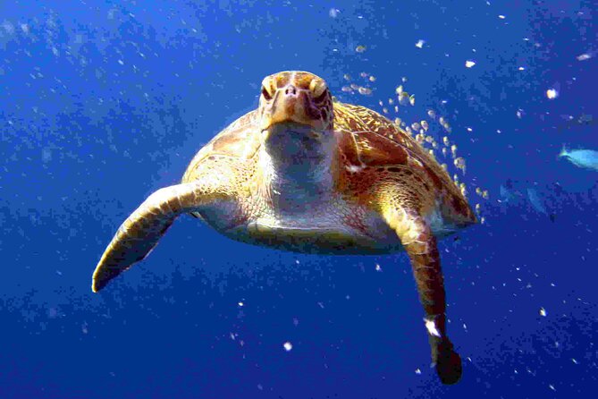 Private diving on shared trip at Racha Noi and Racha Yai from Phuket incl. lunch - Starting at Chalong at 8:00 am