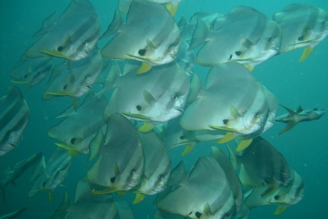 Private diving on shared trip at Racha Noi and Racha Yai from Phuket incl. lunch - Racha Yai and the later sessions