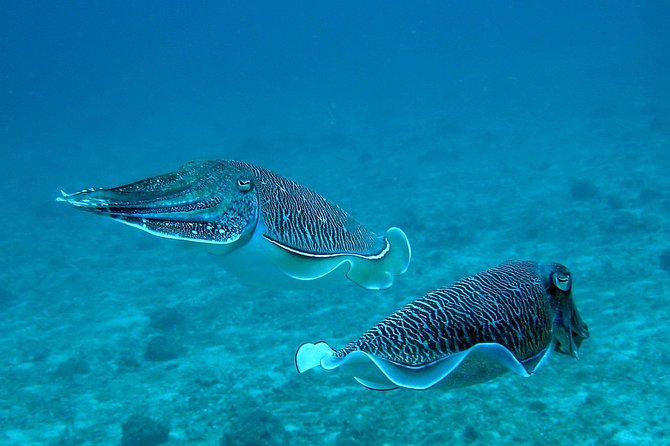 Racha Noi and Racha Yai Dive Trip from Phuket - Why Koh Racha Noi makes a strong first stop