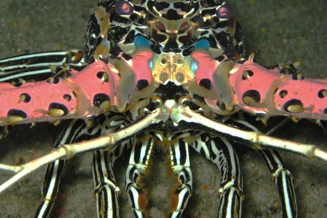 Racha Noi and Racha Yai Dive Trip from Phuket - What non-certified participants can do