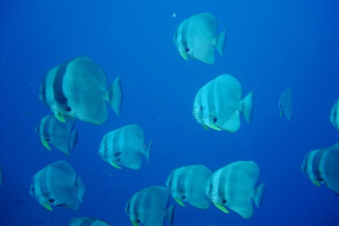 Racha Noi and Racha Yai Dive Trip from Phuket - Practical limits and conditions