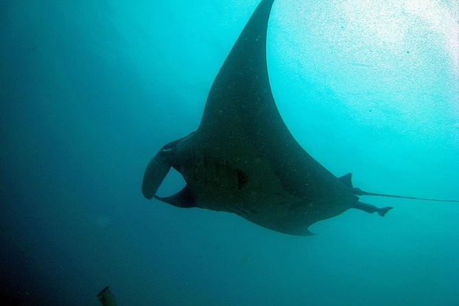 Racha Noi and Racha Yai Dive Trip from Phuket - Who will get the most from this trip?