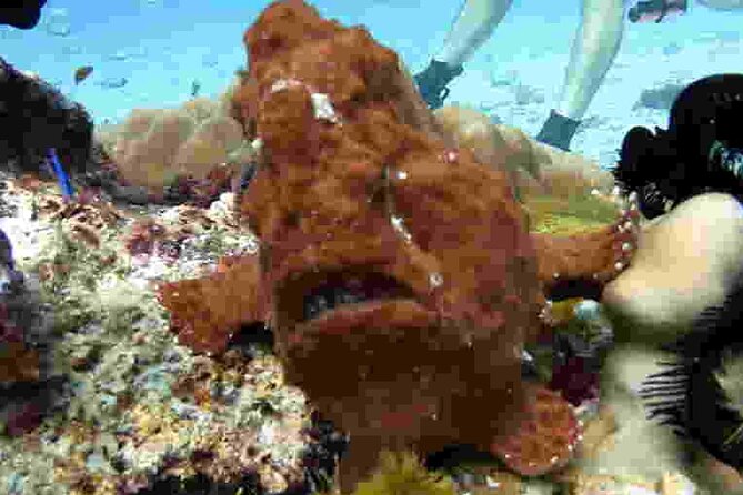 Refresher scuba diving trip, 3 dives at Racha Noi and Racha Yai - Racha Yai brings a more challenging finale