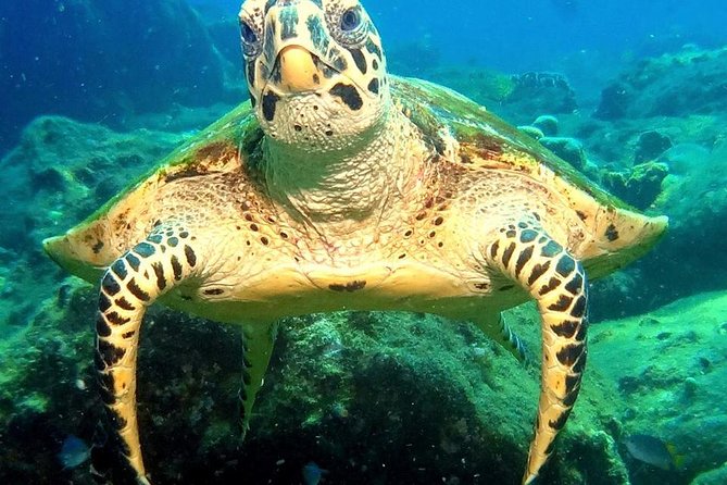 Refresher scuba diving trip, 3 dives at Racha Noi and Racha Yai - Who will get the most from this trip