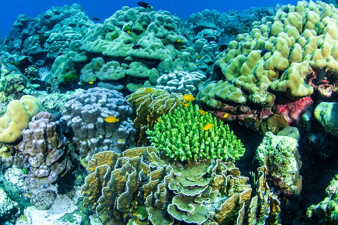 Scuba Diving Daytrip to Racha Yai - An 8:00 a.m. Start from Your Phuket Hotel