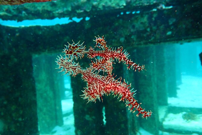 Scuba Diving Daytrip to Racha Yai - Who Should Book This Racha Yai Trip