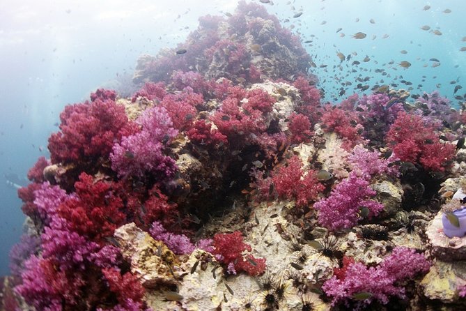 Scuba Diving in Phuket – Full-Day Trip (3 Dives, All Included) - Why three underwater sites make this a useful Phuket day