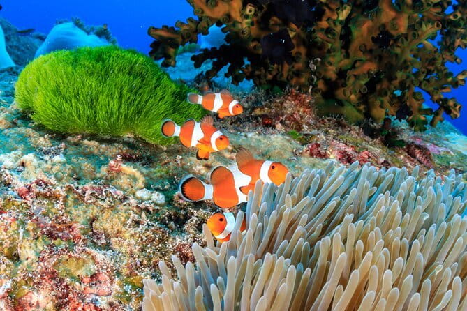Similan Islands Full Day - Premium - Lunch at the national park