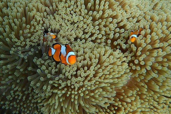 Similan Islands Snorkeling Day Trip By Love Andaman From Phuket - What the $129.37 price covers