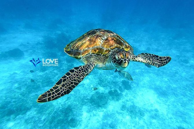 Similan Islands Snorkeling Day Trip By Love Andaman From Phuket - Speedboat travel and the private pier