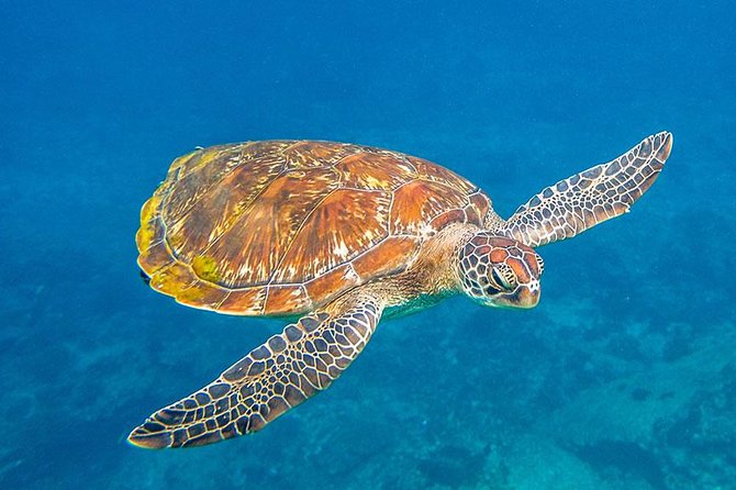 Similan Islands Snorkeling VIP Tour From Phuket - Koh 8 and the beach at Similan Island National Park