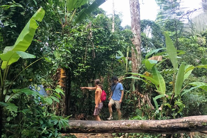 Small-Group Jungle Hiking Excursion in Khao Phra Teaw Park - A six-kilometer trail with real footing