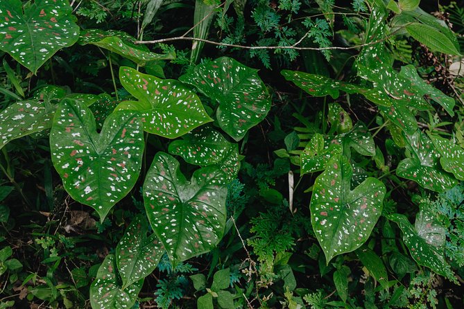The Phuket Rites of Passage Eco Adventure - Walking from Khlong Katha Reservoir through Phuket’s fruit country