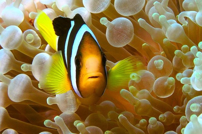 Try Scuba Diving - What three underwater sessions can mean
