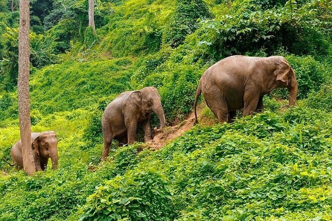 Zipline Experience in Phuket - Is it suitable for children and nervous riders?